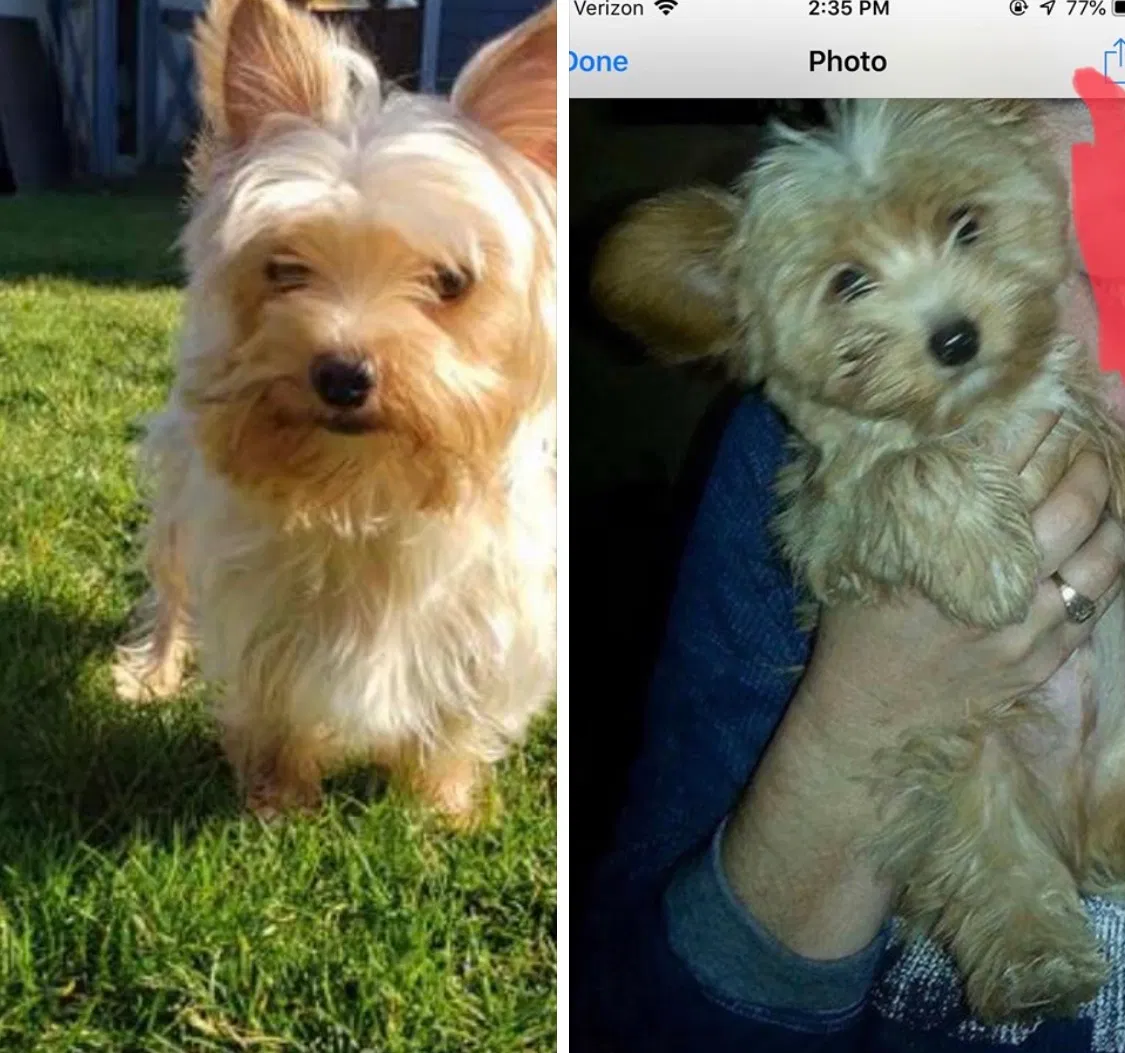 Lost dog in Carriere, MS, 39426