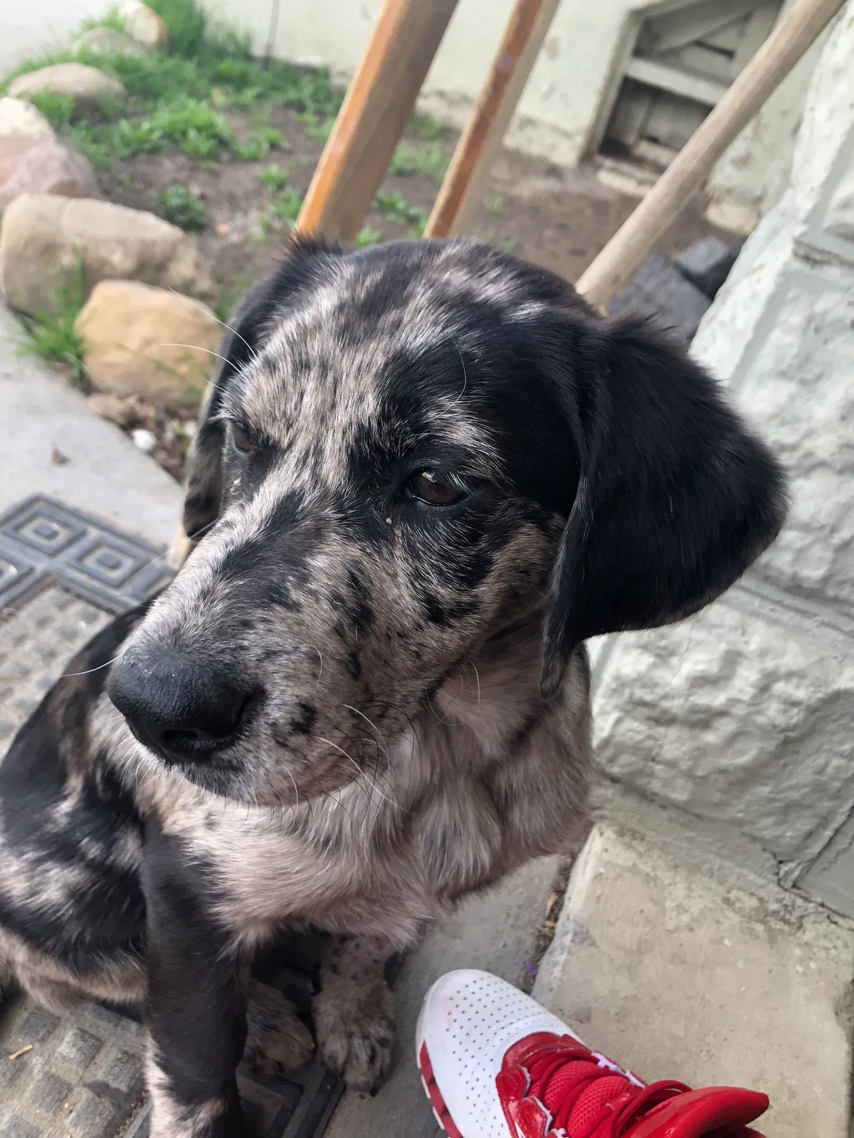 Lost dog in Price, UT, 84501