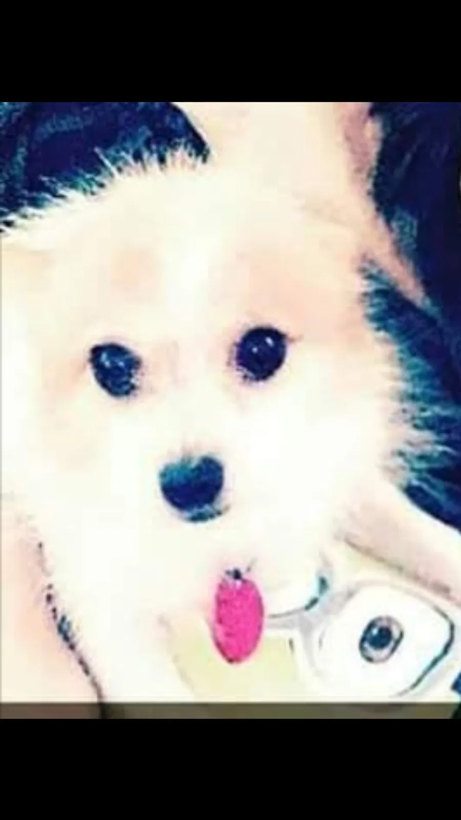 Lost dog in Saint James, MO, 65559