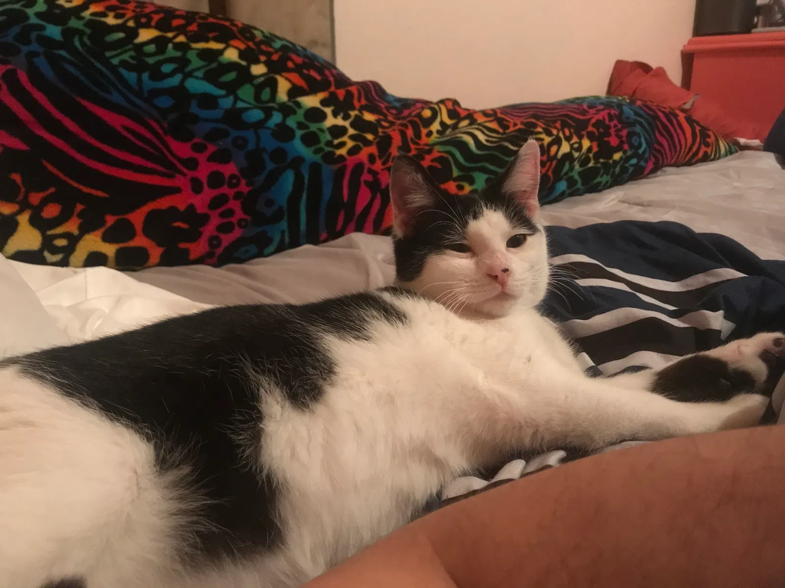 Lost cat in Springdale, AR, 72764