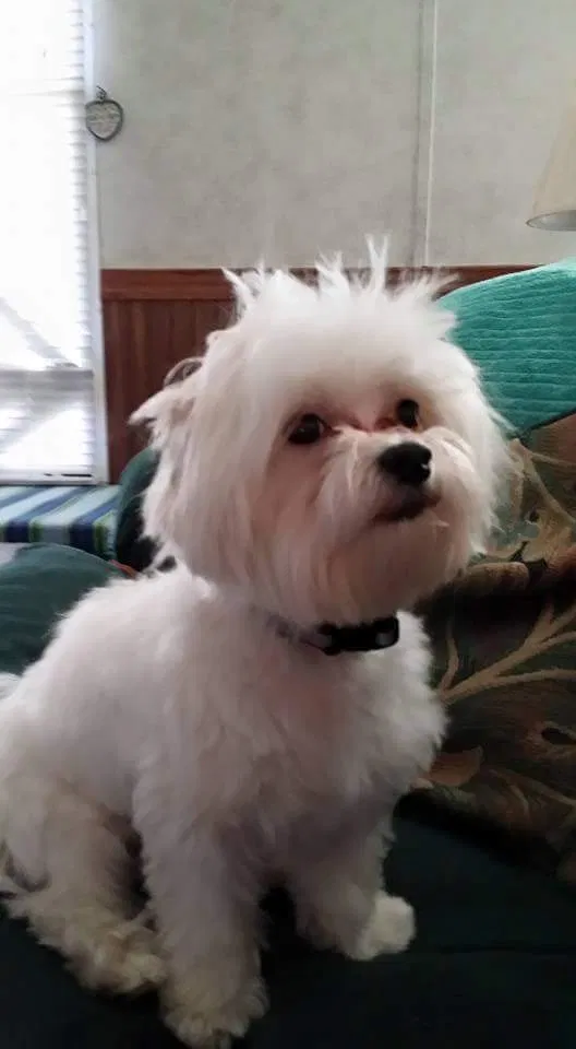 Lost dog in Foley, AL, 36535