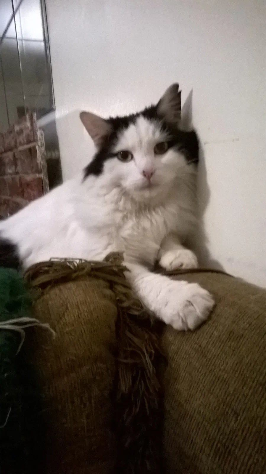 Found cat in Aurora, CO, 80012