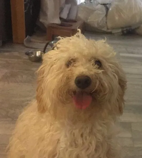 Lost dog in Miami, FL, 33157