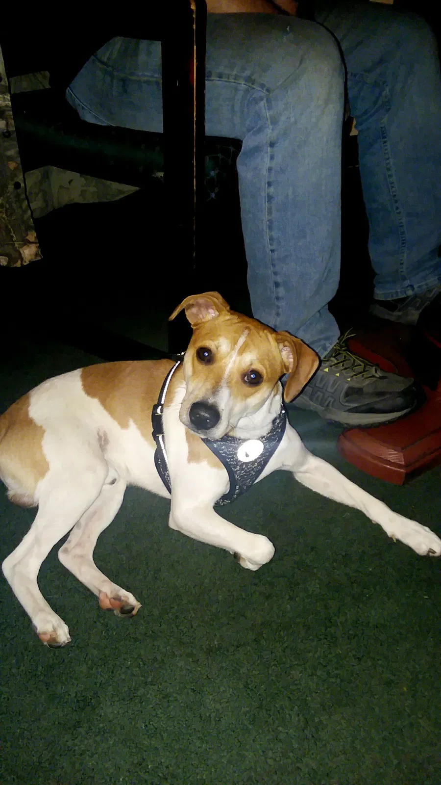Lost dog in Waynesboro, GA, 30830