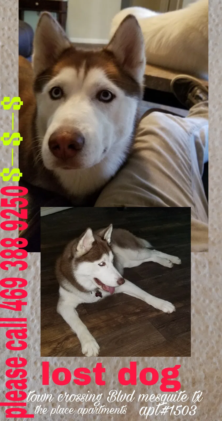 Lost dog in Mesquite, TX, 75150
