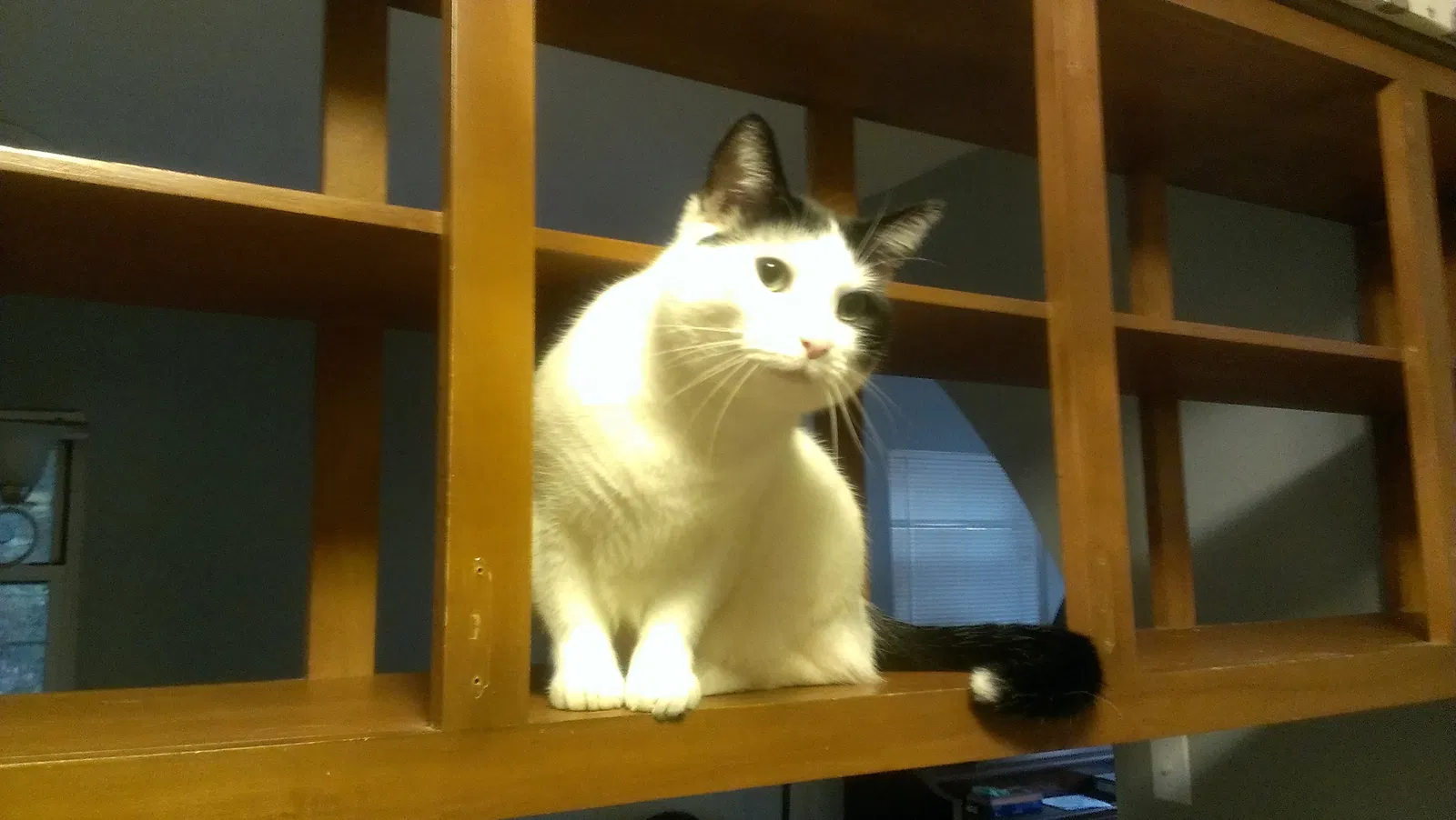 Lost cat in Bloomington, IN, 47408