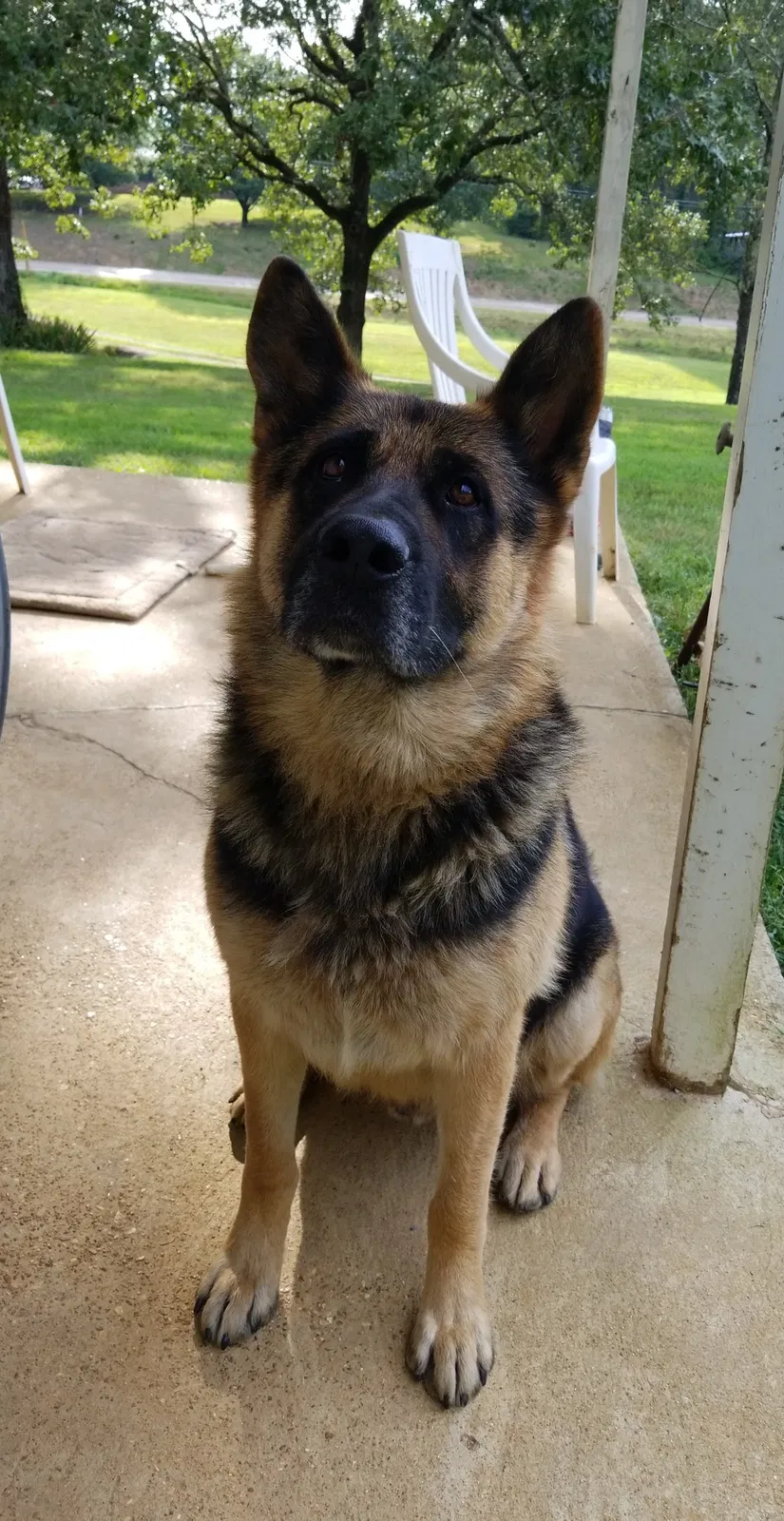 Lost dog in Savannah, TN, 38372