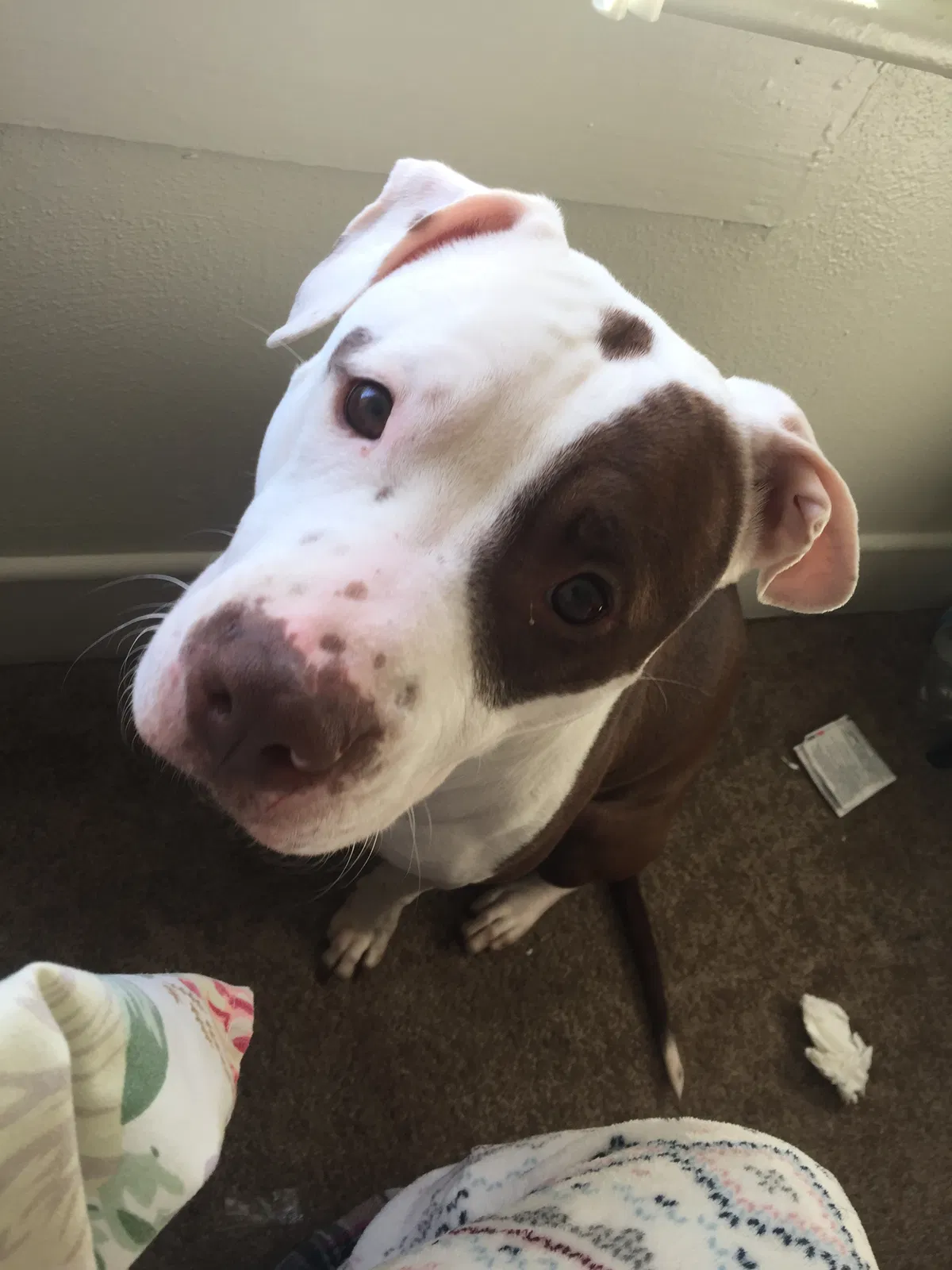 Lost dog in Portsmouth, VA, 23704