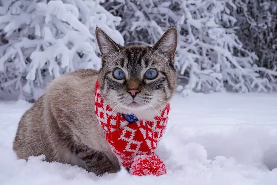 Lost cat in Grayslake, IL, 60030