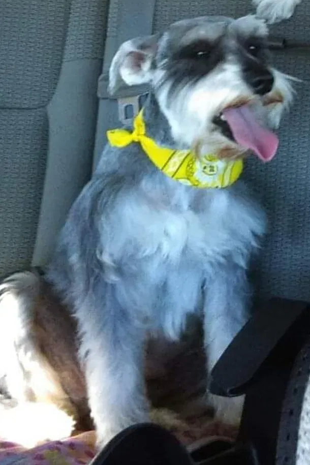 Lost dog in Harlingen, TX, 78552