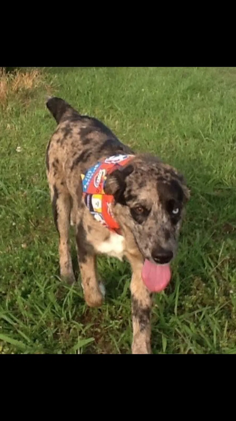 Lost dog in Durant, OK, 74701