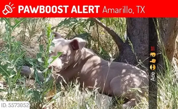 Lost dog in Amarillo, TX, 79110