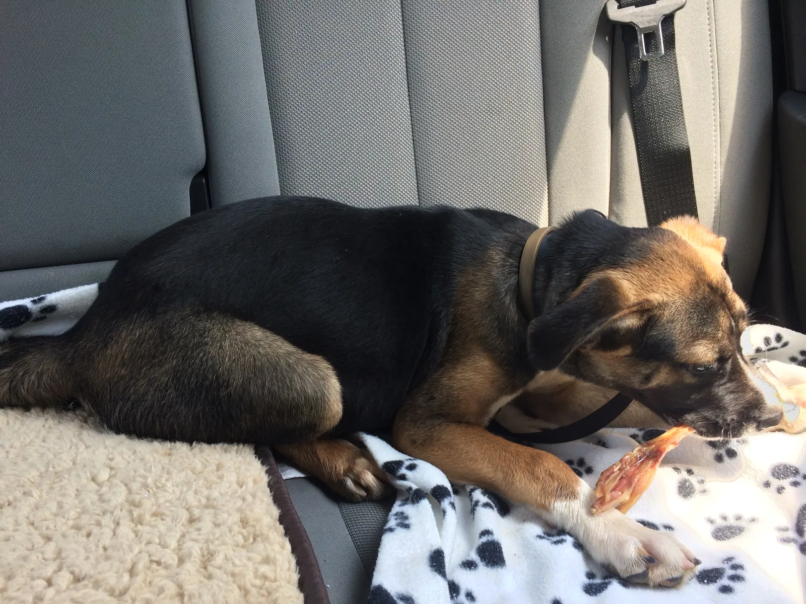 Lost dog in Memphis, TN, 38118