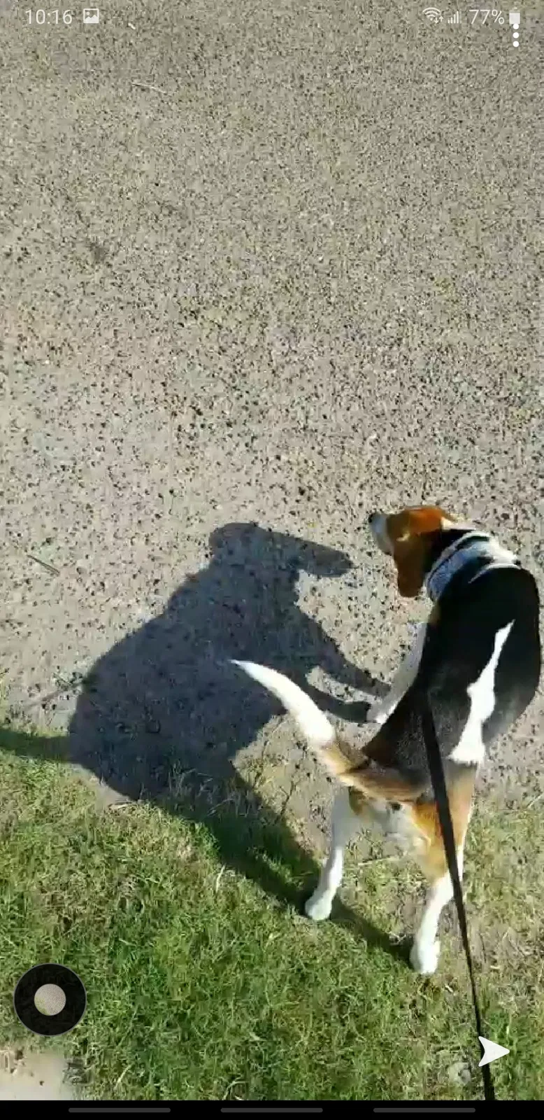 Lost dog in Mission, TX, 78573
