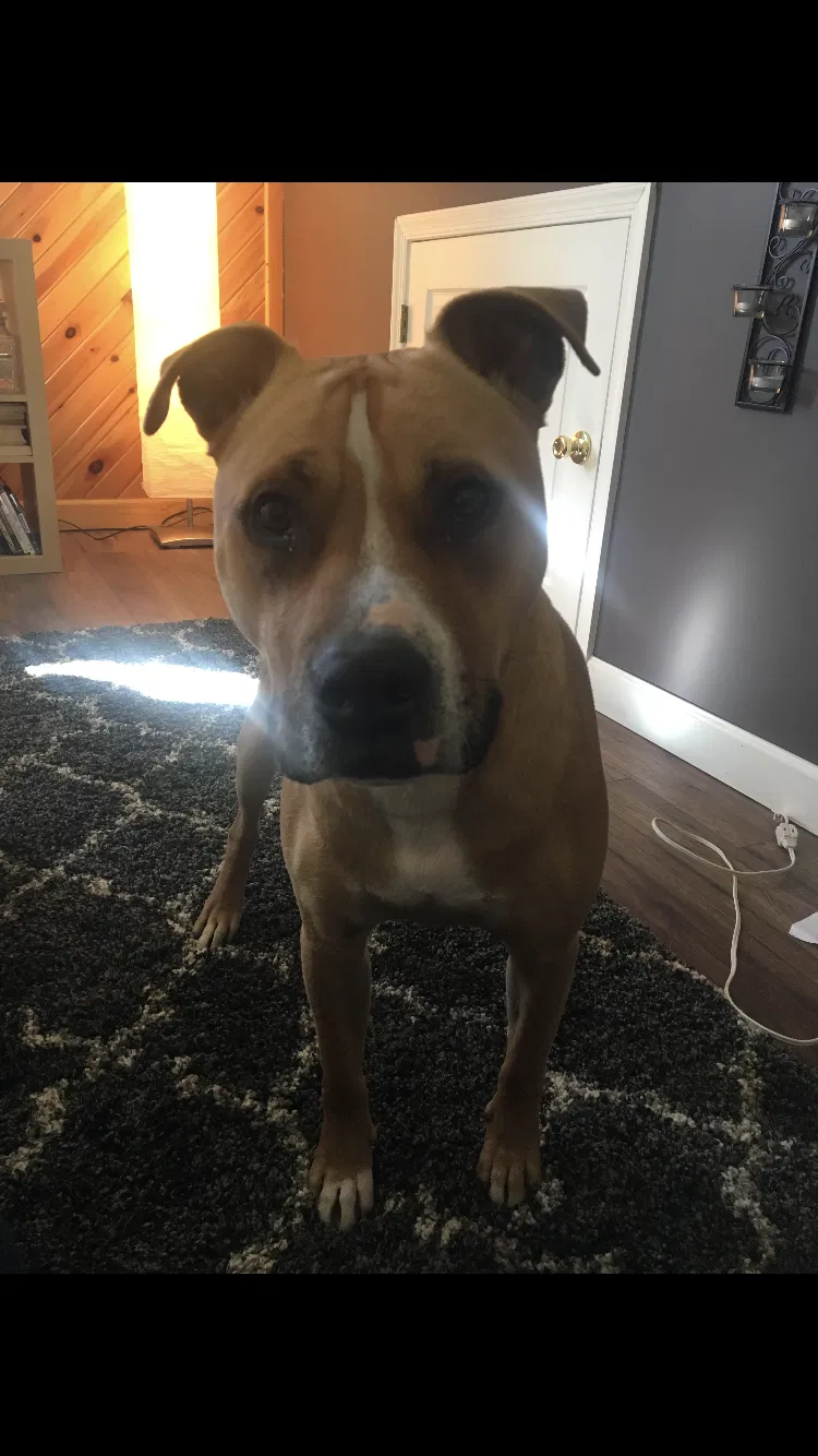 Lost dog in Columbus, OH, 43214