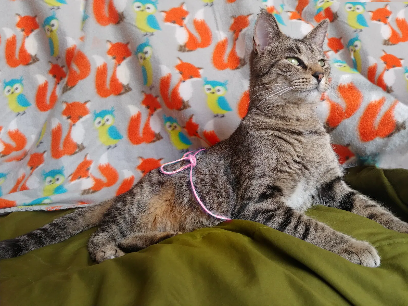 Lost cat in Springfield, MO, 65803