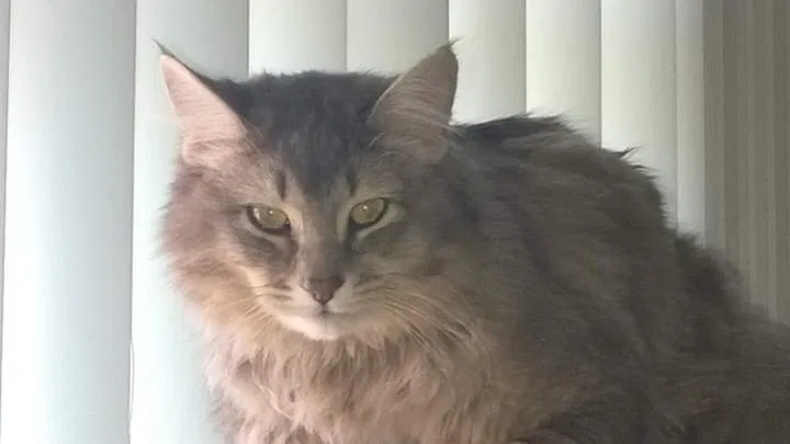 Lost cat in Baldwin, WI, 54002