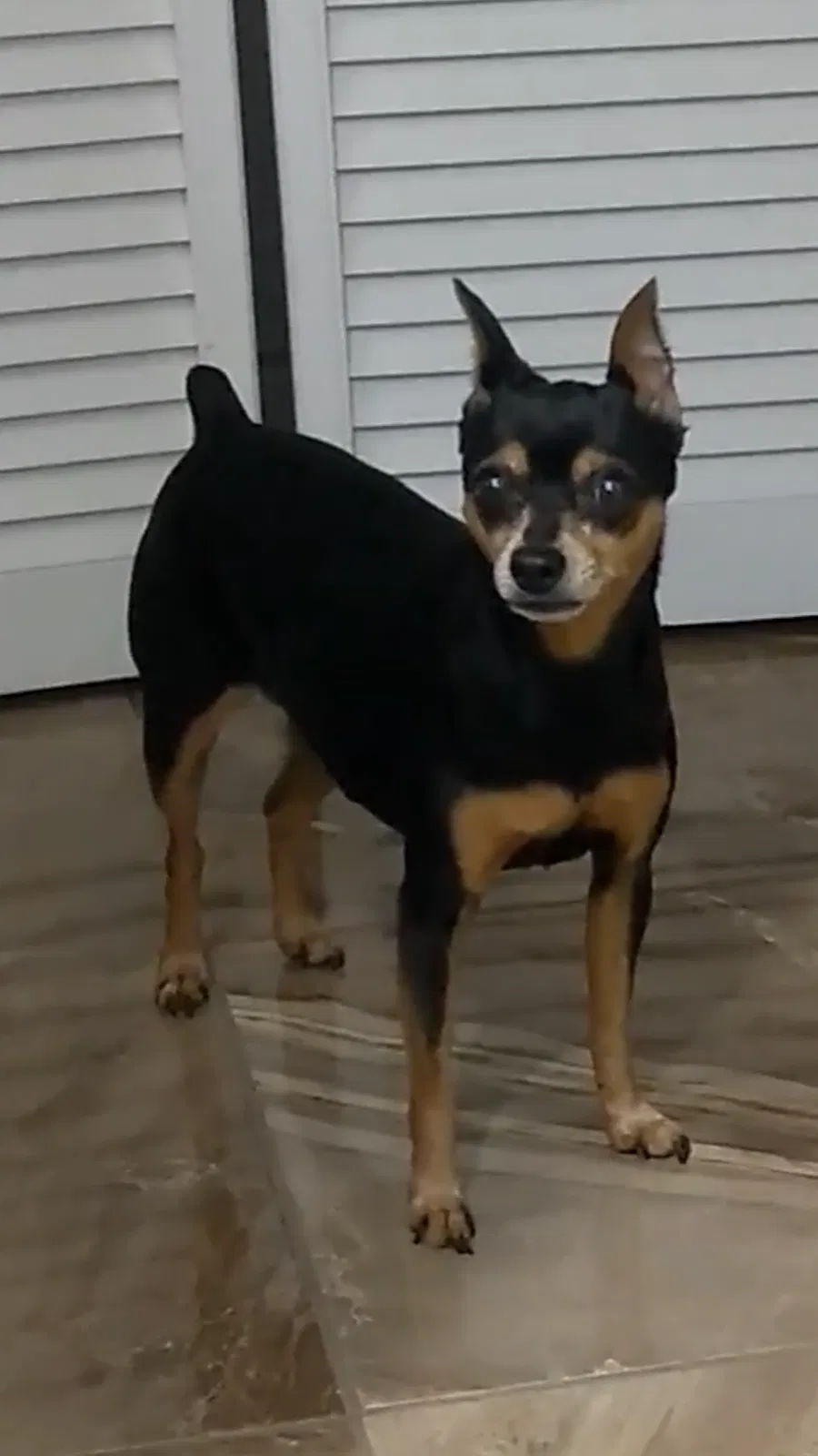 Lost dog in Pompano Beach, FL, 33068