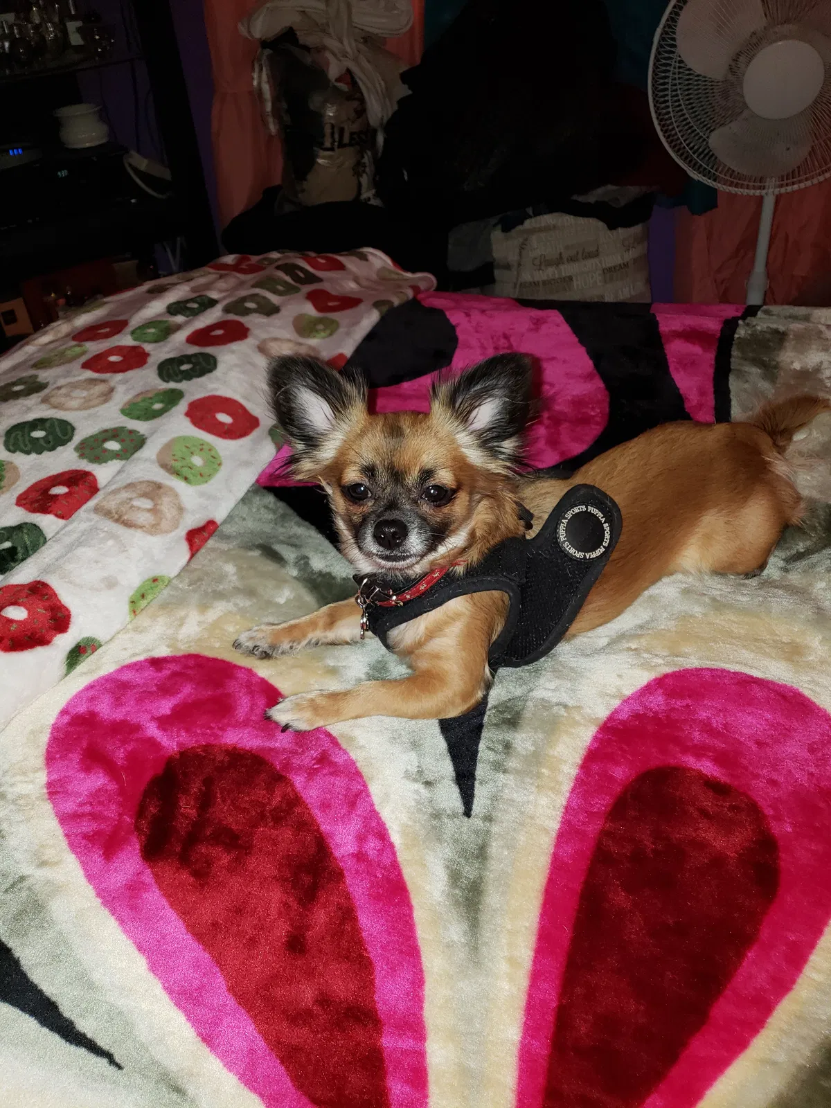 Lost dog in Desert Hot Springs, CA, 92240