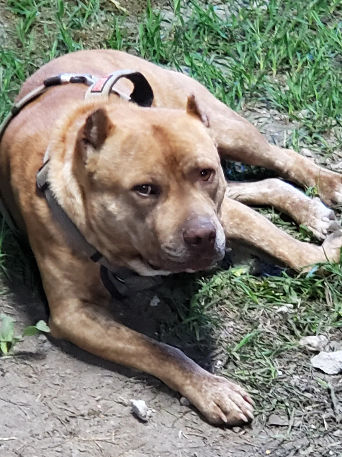 Lost dog in Crosby, TX, 77532