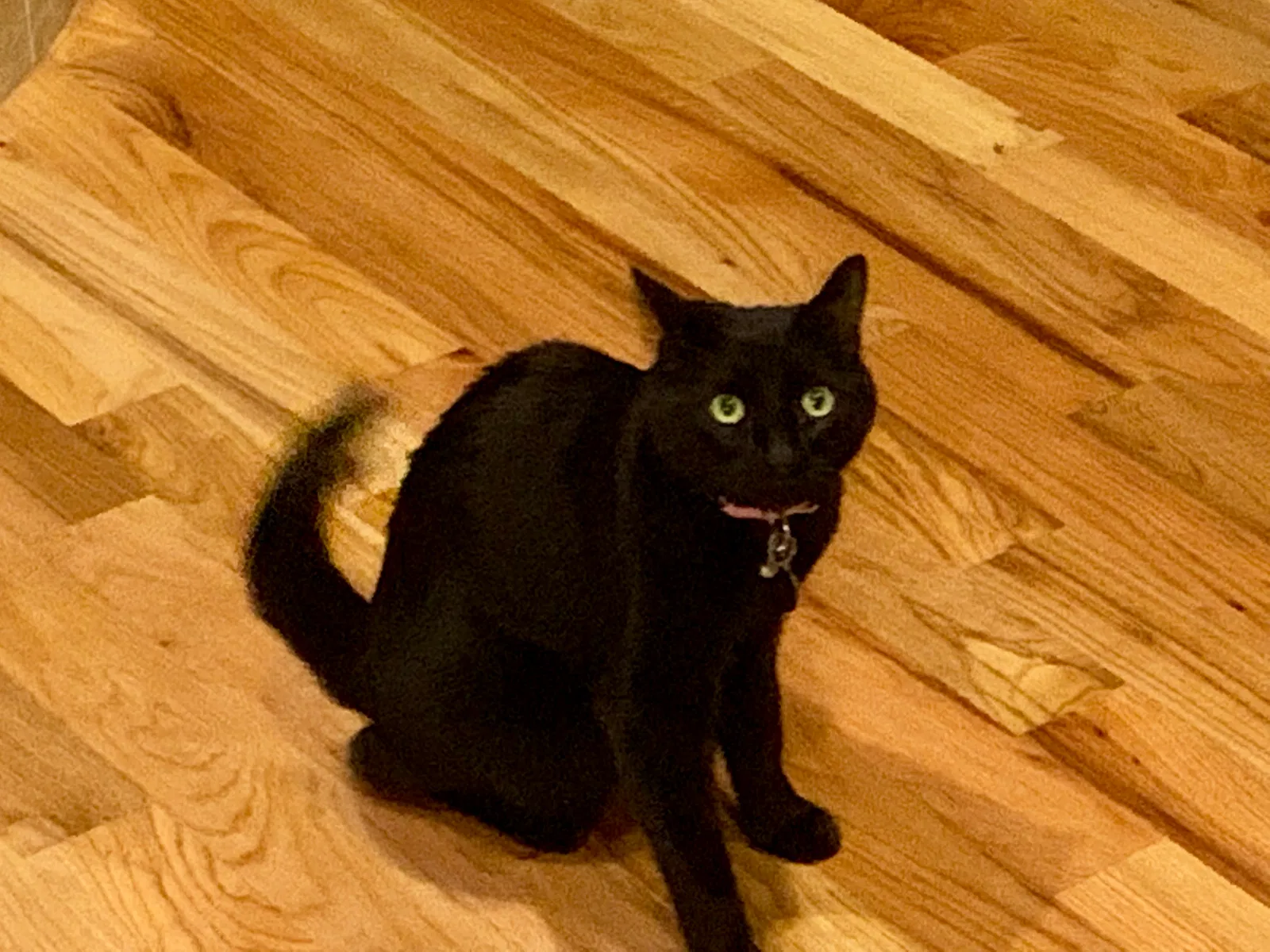 Lost cat in Keller, TX, 76248