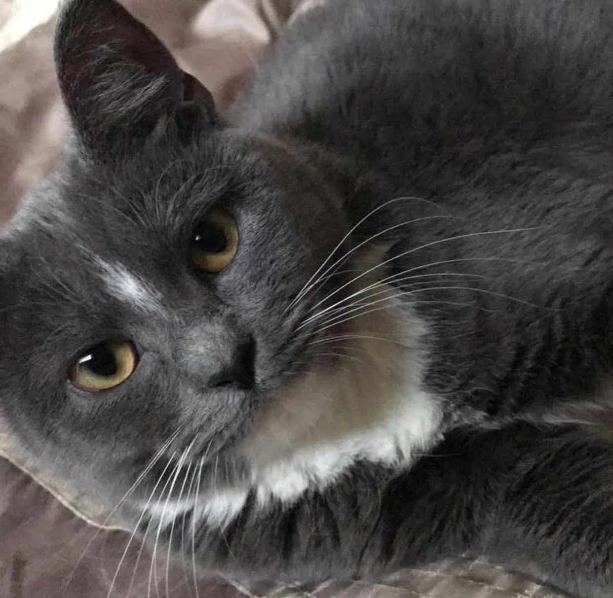 Lost cat in Bowling Green, KY, 42104