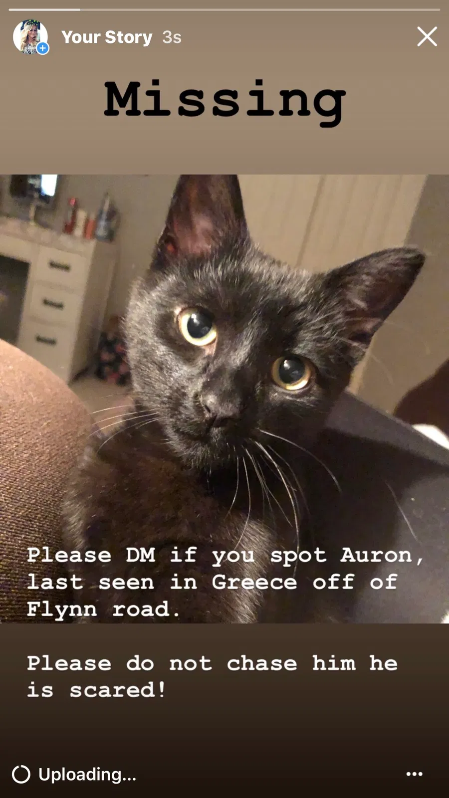 Lost cat in Rochester, NY, 14612