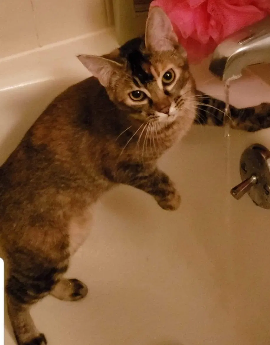 Lost cat in Colorado Springs, CO, 80917