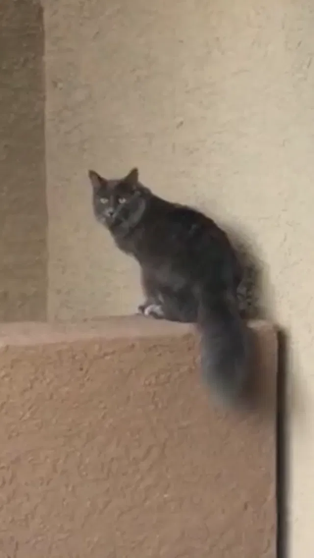 Lost cat in Tucson, AZ, 85743