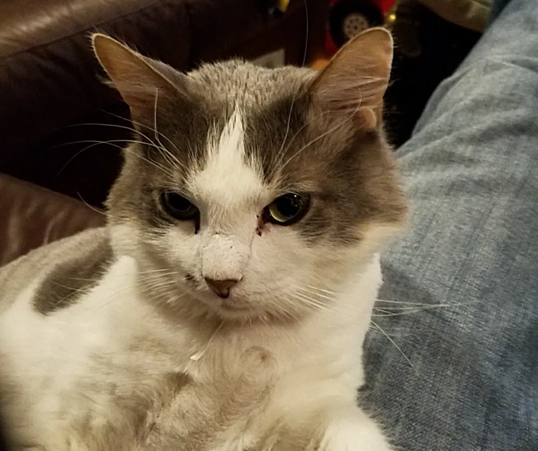 Lost cat in Budd Lake, NJ, 7828