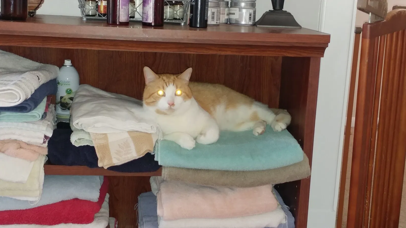 Lost cat in Strongsville, OH, 44149