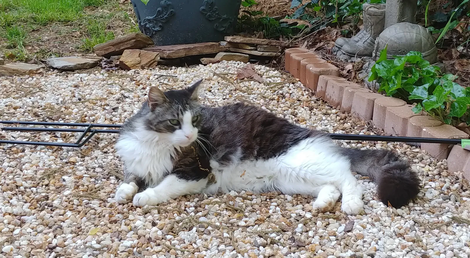 Lost cat in Hickory, NC, 28601
