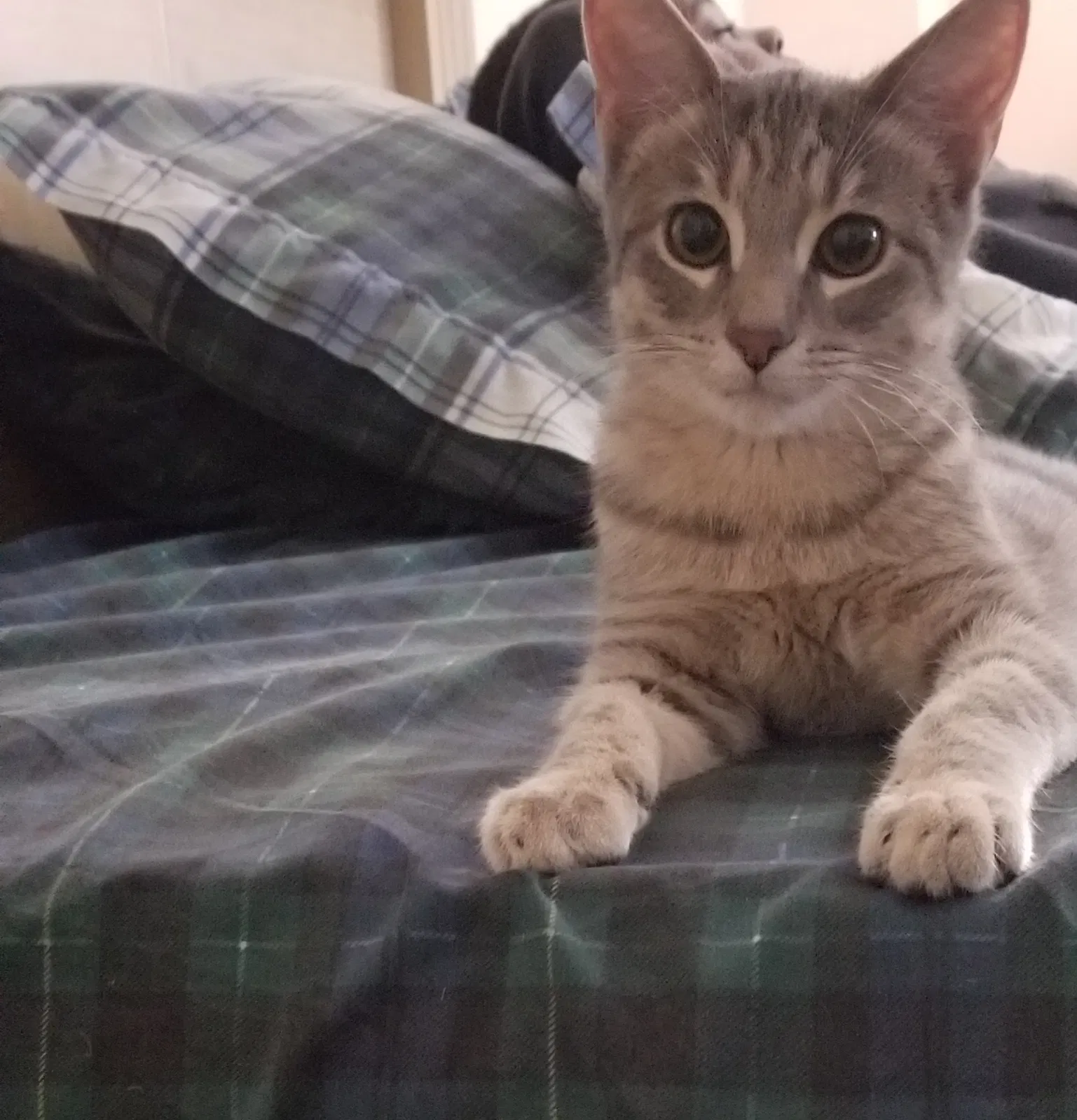 Lost cat in Bronx, NY, 10462