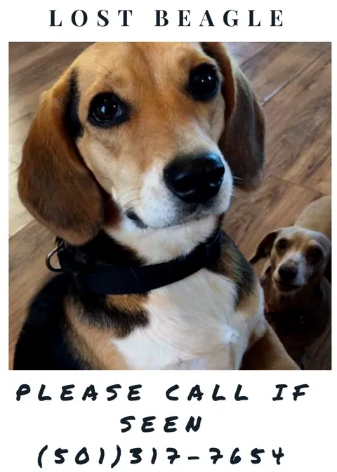 Lost dog in Benton, AR, 72015