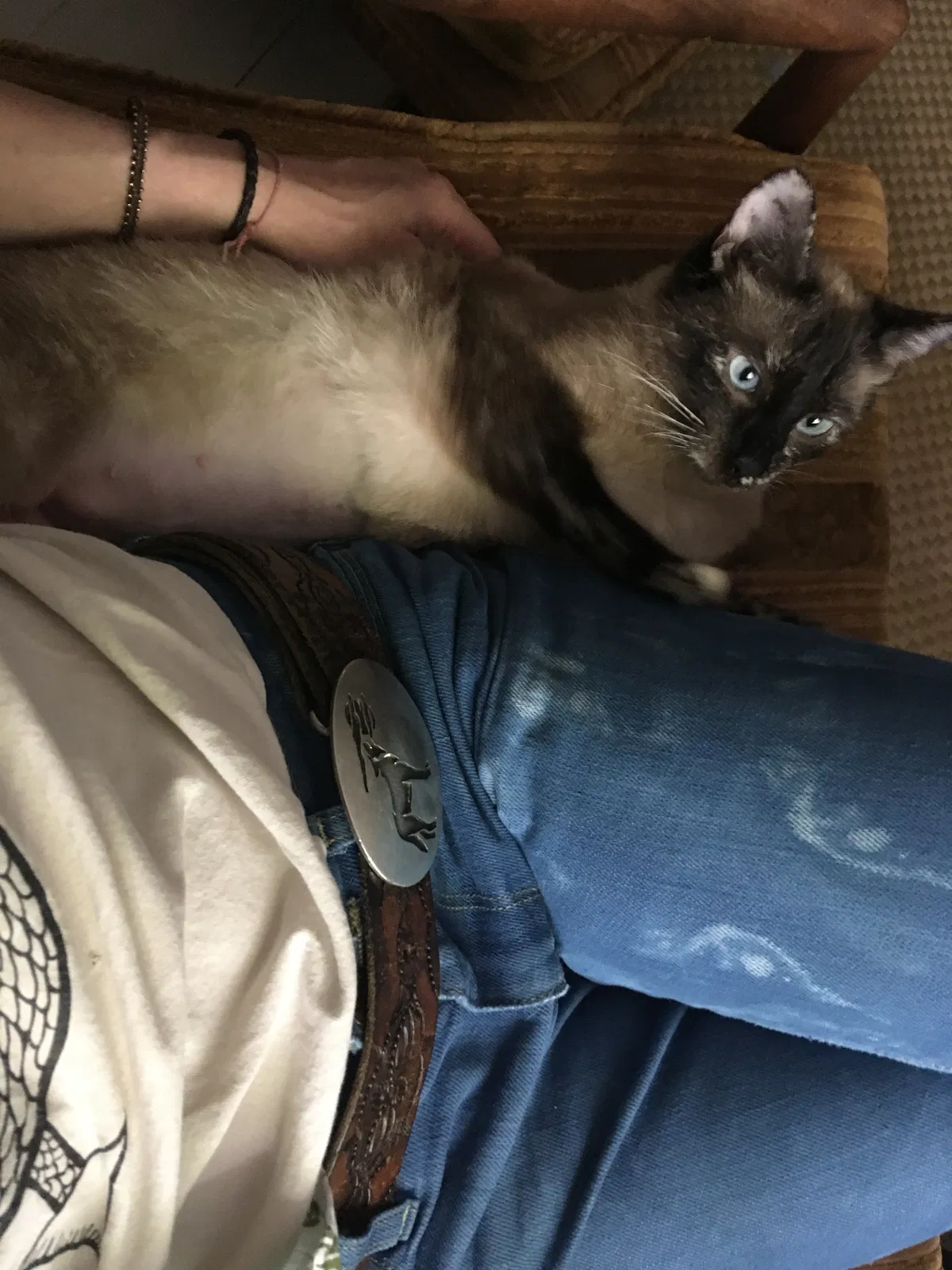 Lost cat in Columbus, OH, 43202