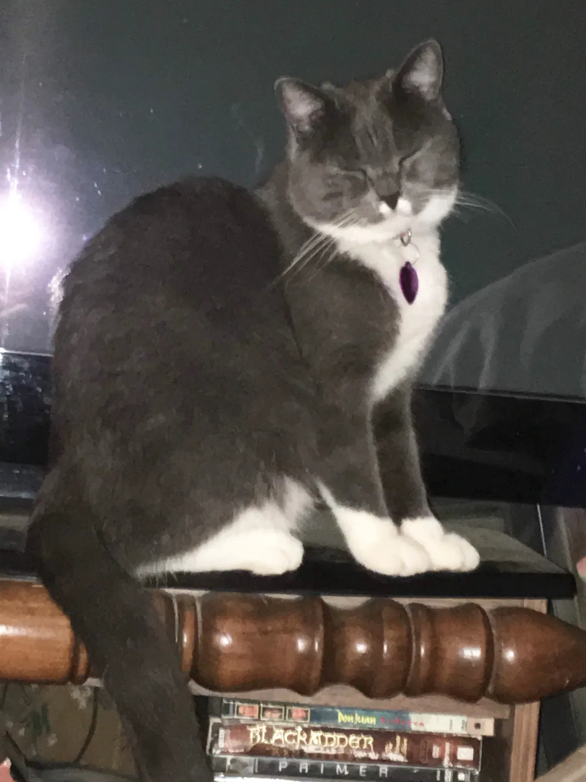 Lost cat in Independence, MO, 64052