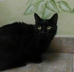 Lost cat in Springfield, MO, 65803