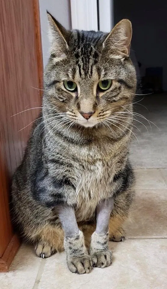 Lost cat in Cantonment, FL, 32533