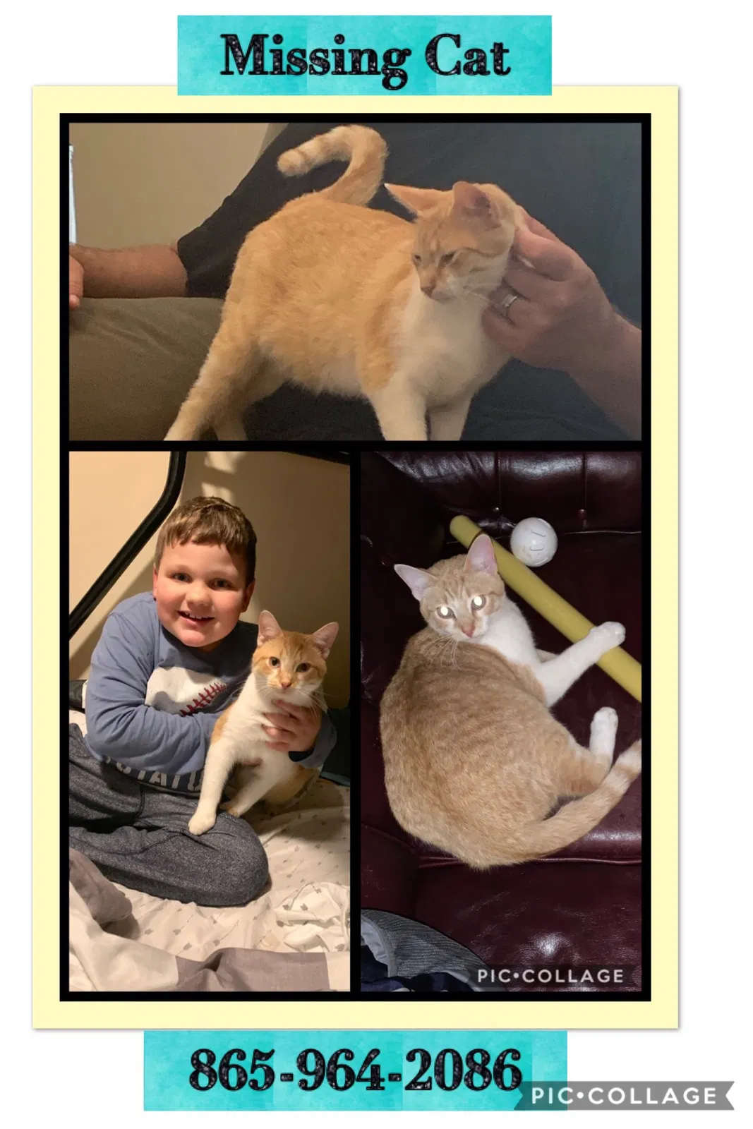 Lost cat in Knoxville, TN, 37921