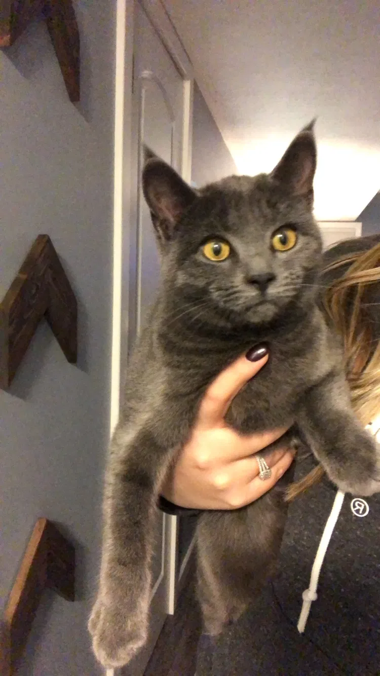 Lost cat in Fort Wayne, IN, 46804