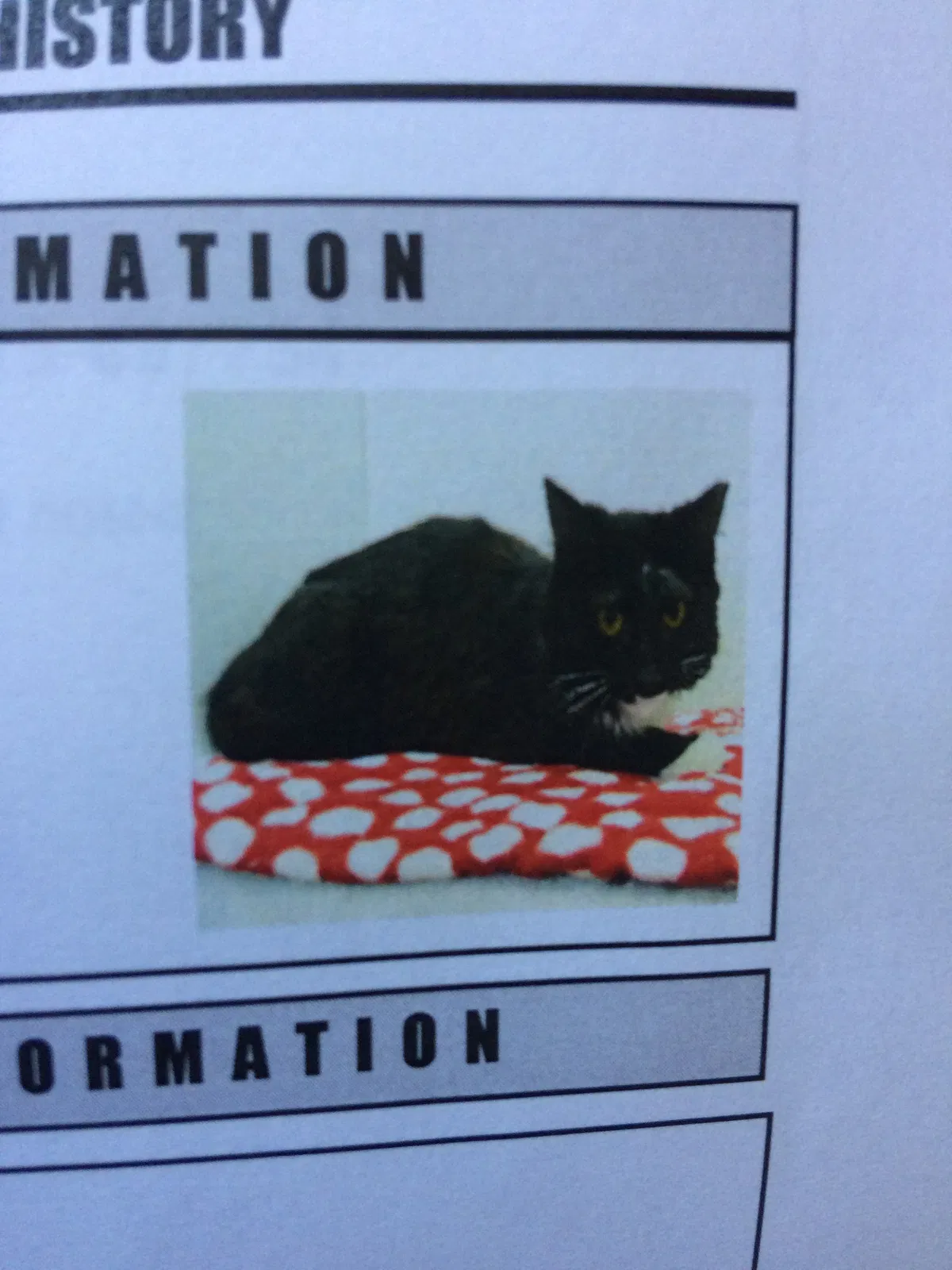 Lost cat in Sacramento, CA, 95841