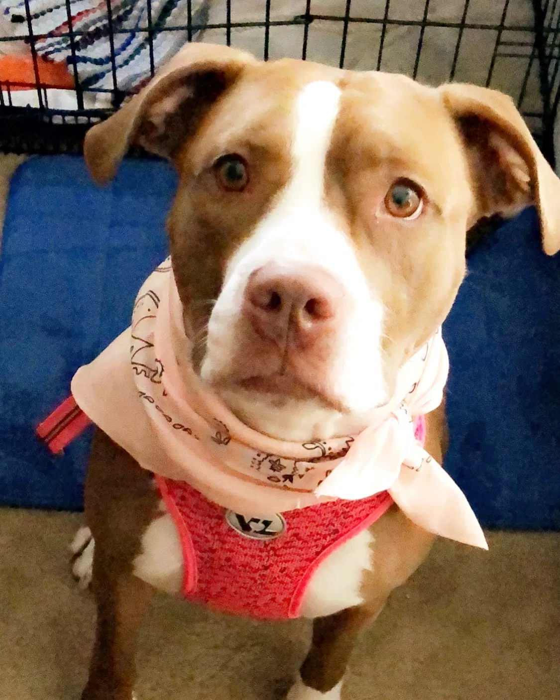 Lost dog in Hometown, WV, 25109