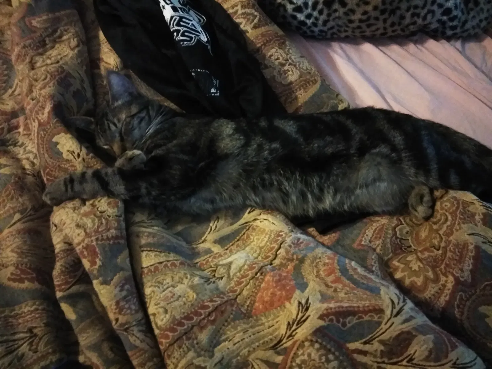 Lost cat in Zephyrhills, FL, 33542