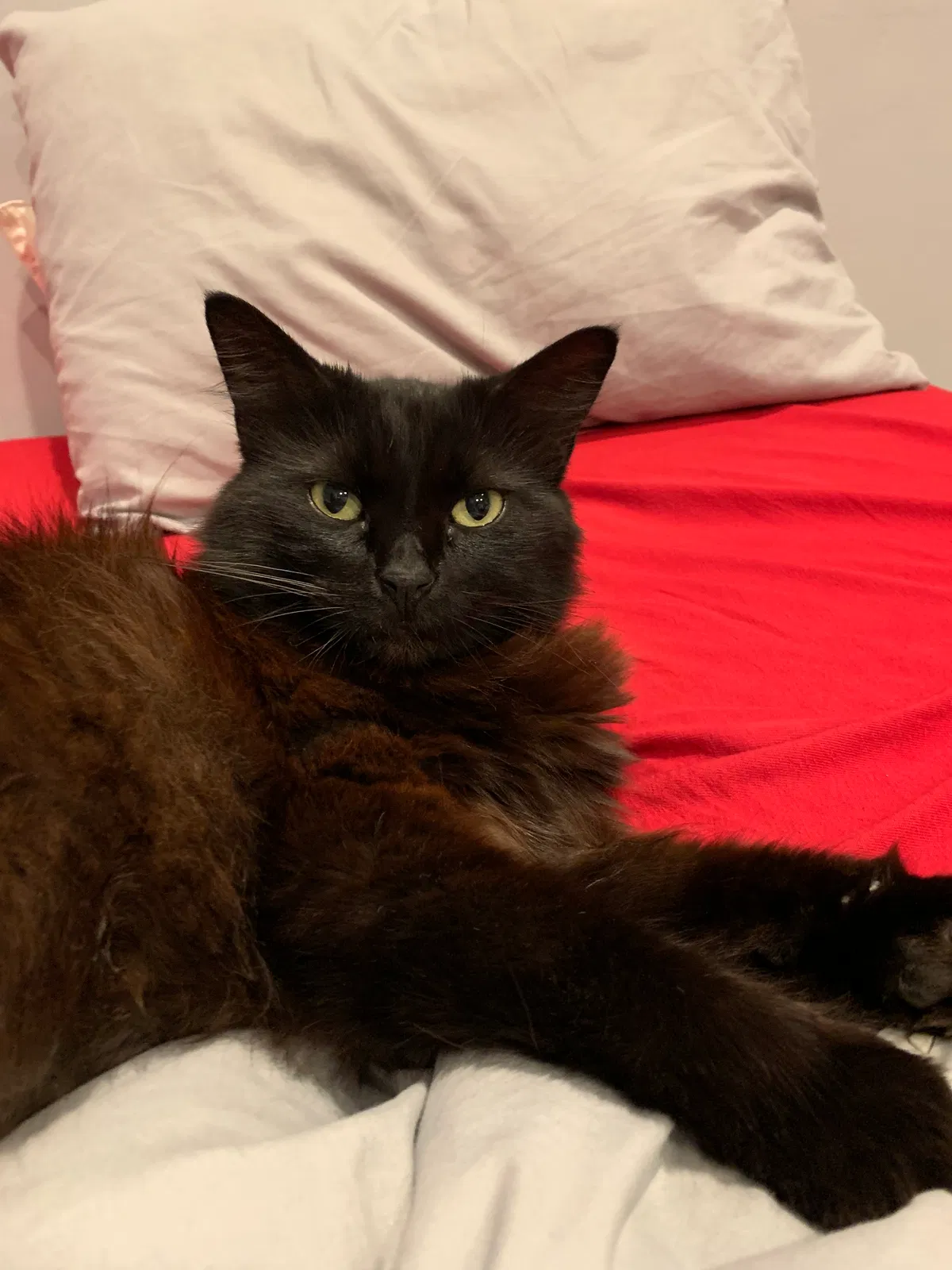 Lost cat in Lutz, FL, 33548