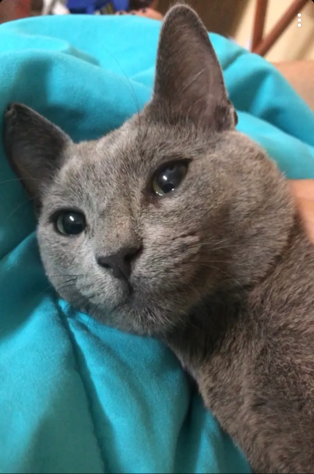 Lost cat in Pompano Beach, FL, 33076