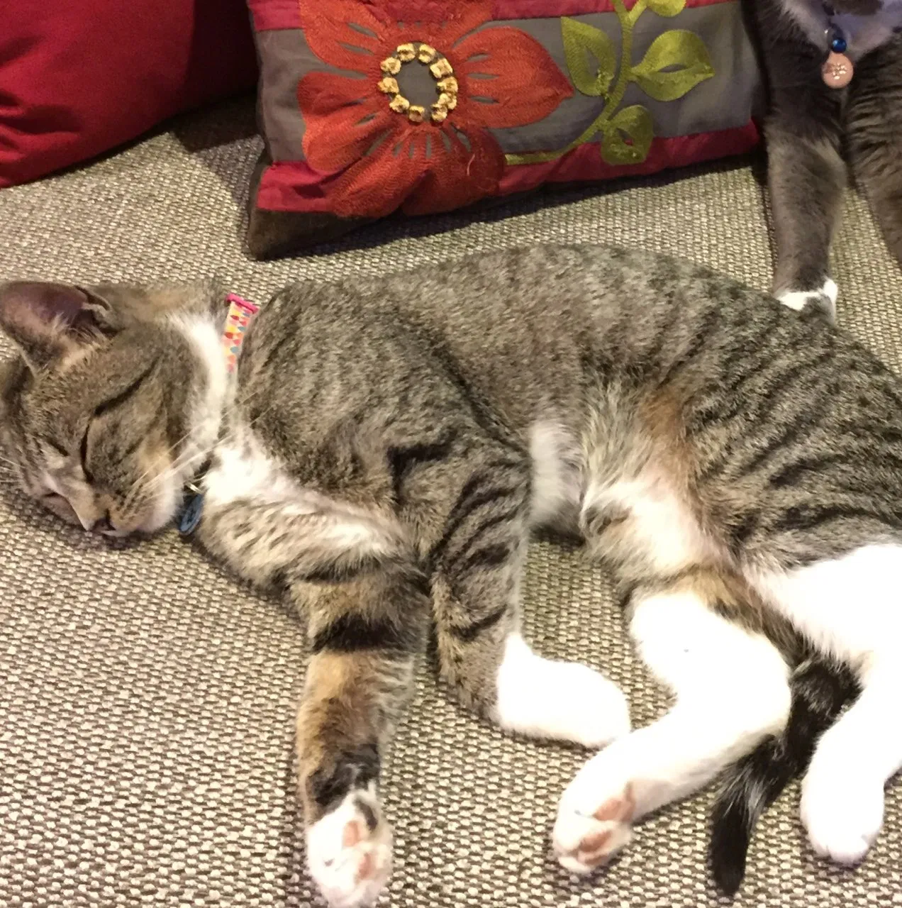 Lost cat in Philadelphia, PA, 19130