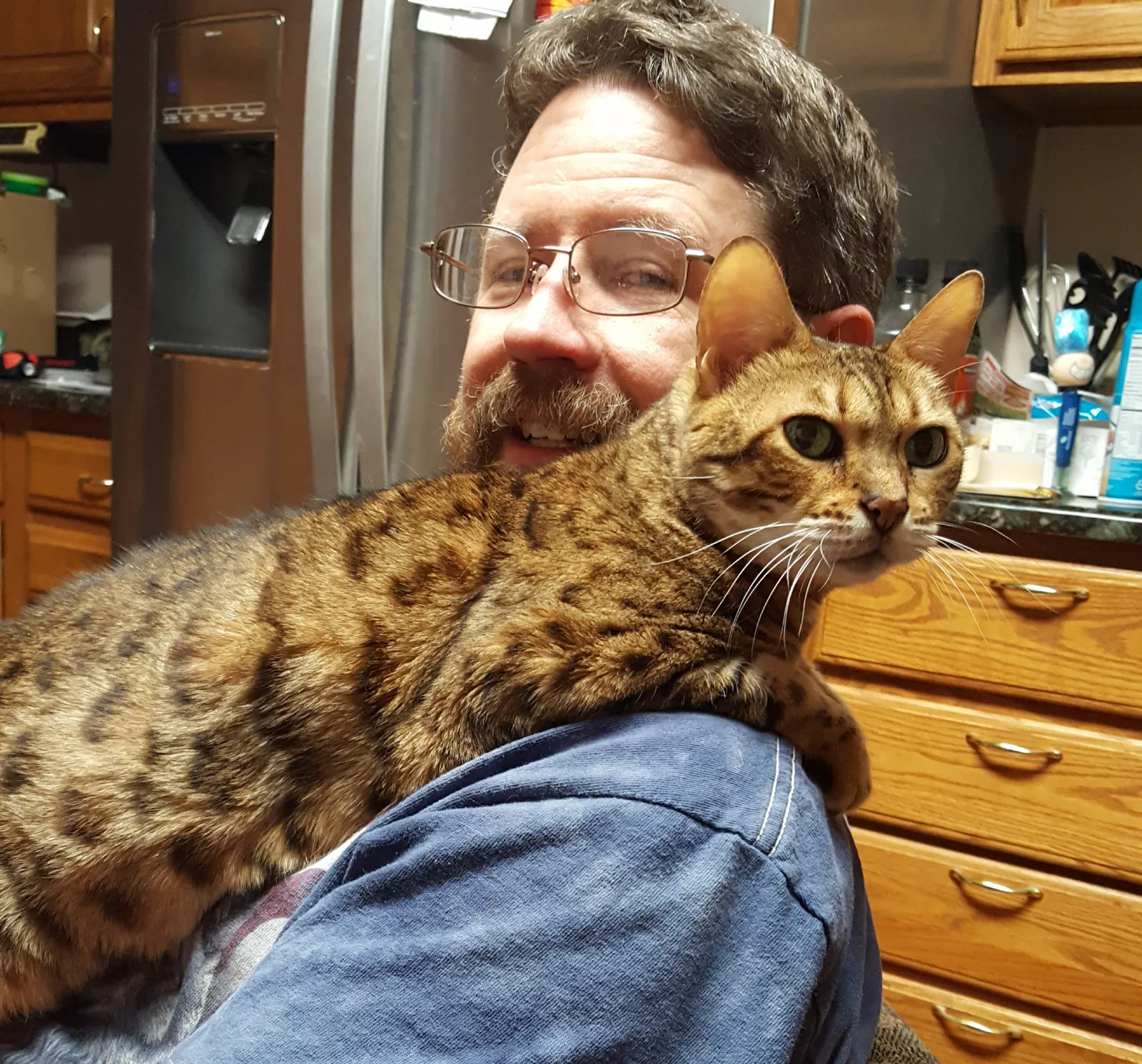 Lost cat in Waterford, MI, 48327