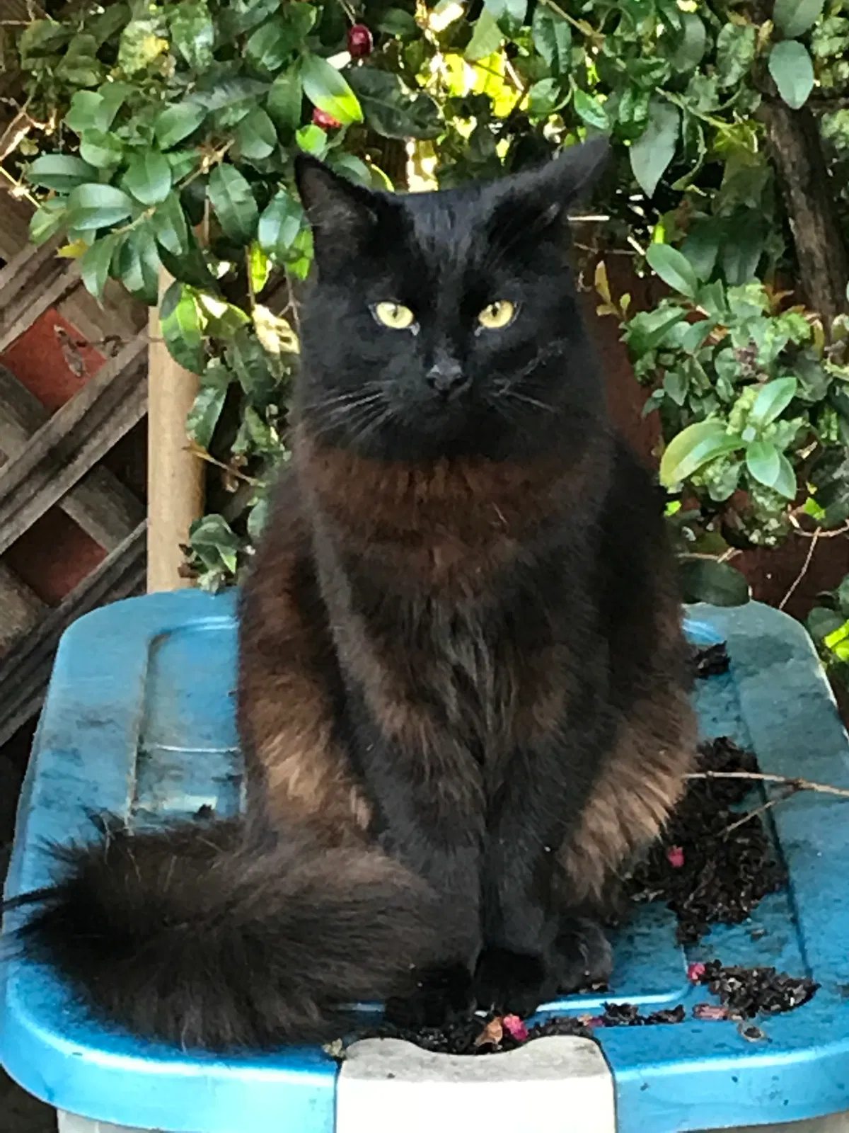 Lost cat in Laguna Beach, CA, 92651