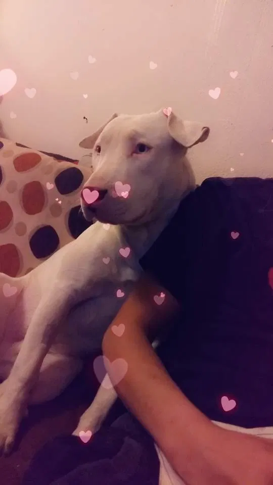 Lost dog in Denver, CO, 80232
