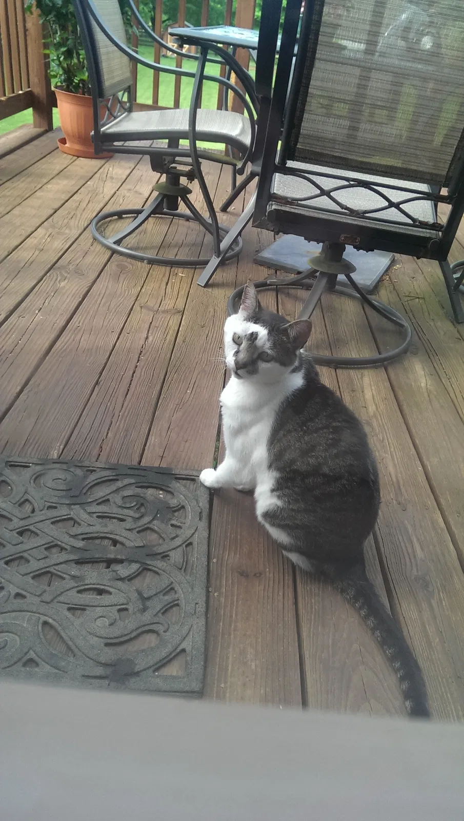 Lost cat in Crestwood, KY, 40014